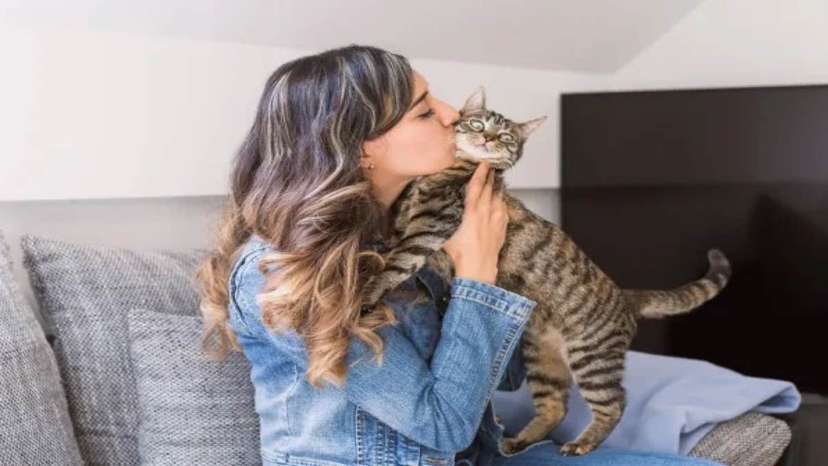 Les chats aiment-ils les bisous ? La réponse des experts