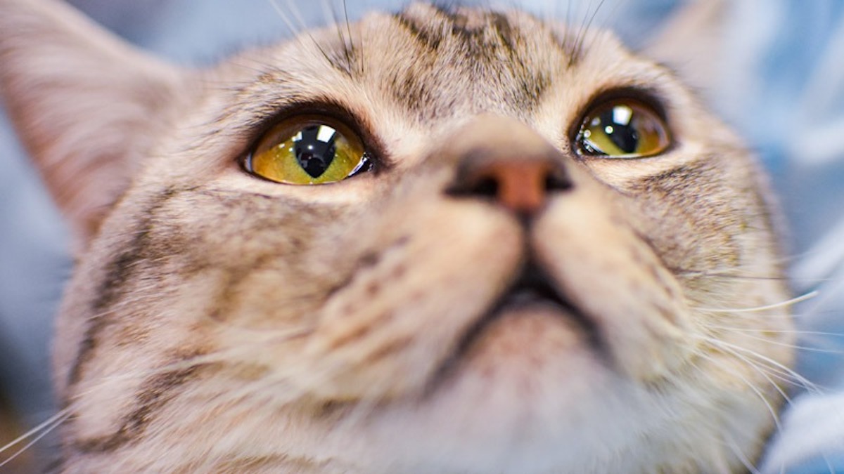 Est-ce qu'un chat pleure ? Découvrez la réponse des experts