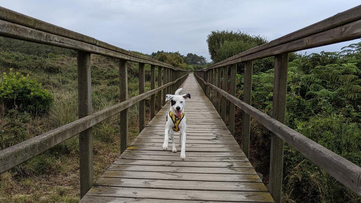 Les chiens comprennent-ils les câlins et les bisous ? Voici ce que dit la science