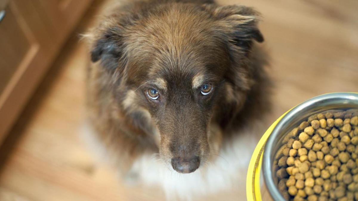 Les chiens savent parfaitement quelle l'heure il est : voici comment ils font !