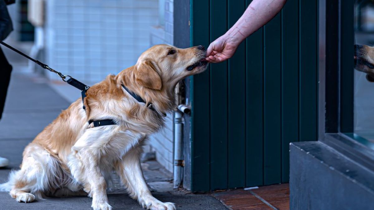 Les chiens peuvent-ils manger des bananes ? 4 fruits que vous pouvez donner à votre animal de compagnie