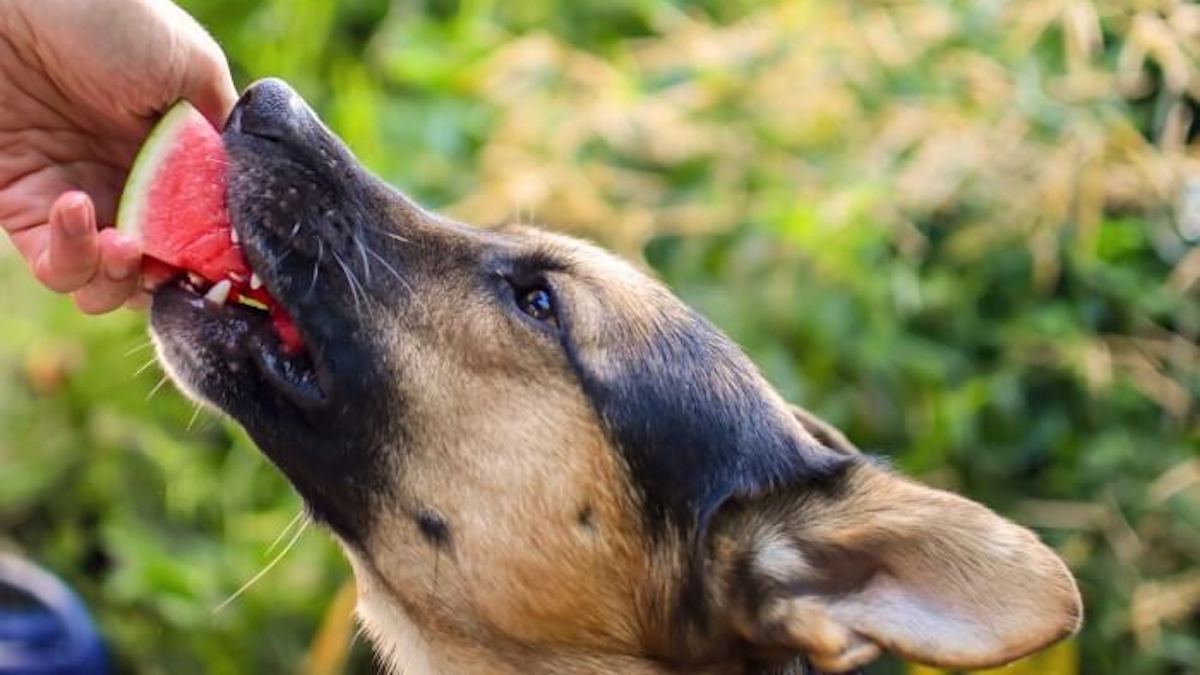 Les chiens peuvent-ils manger des pastèques ? Voici la réponse