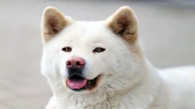 Les incroyables races de chiens japonais que vous devez connaître