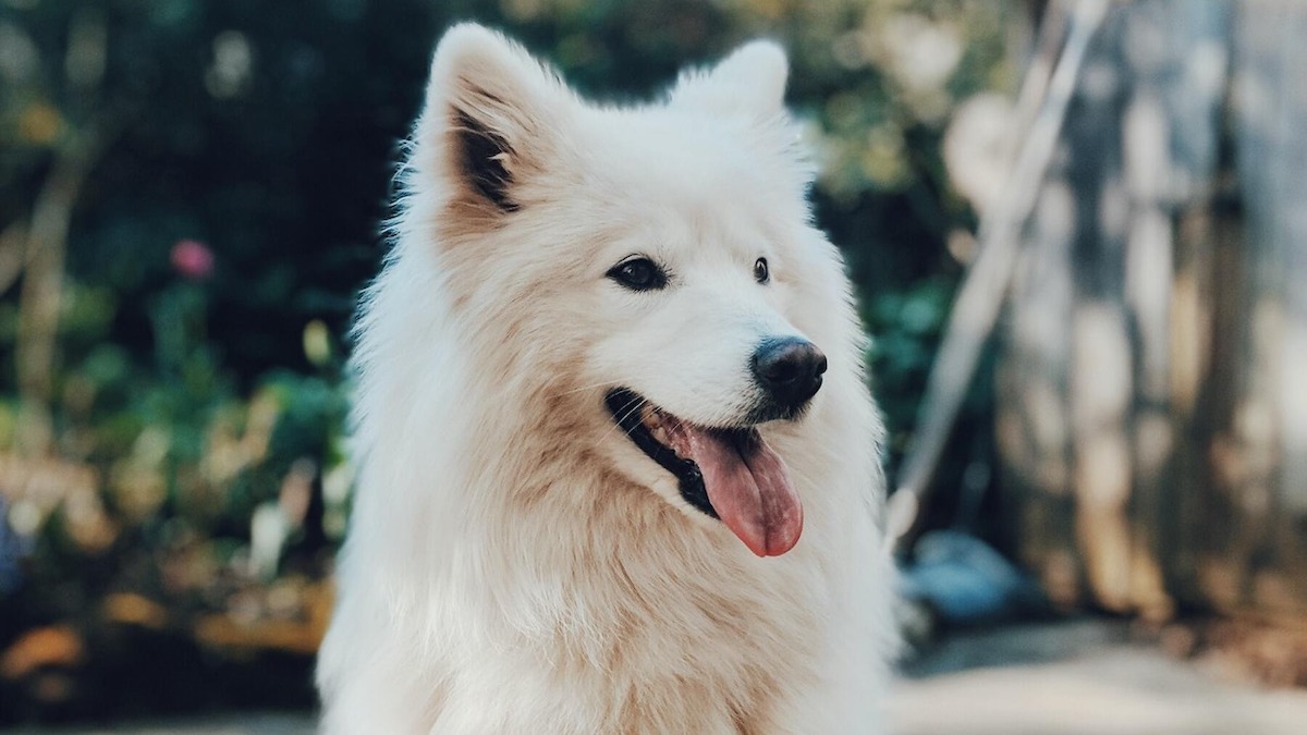 Ces produits pour nettoyer les dents de votre chien que vous ne devez jamais lui donner