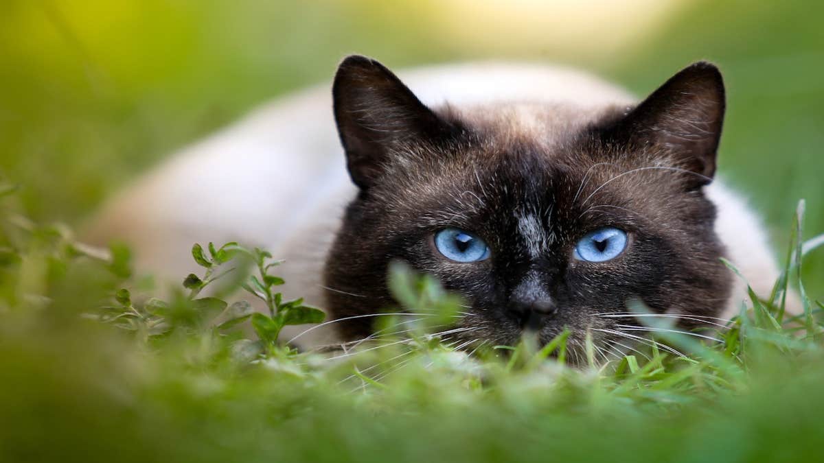 Les races de chats qui vont le moins souvent chez le vétérinaire