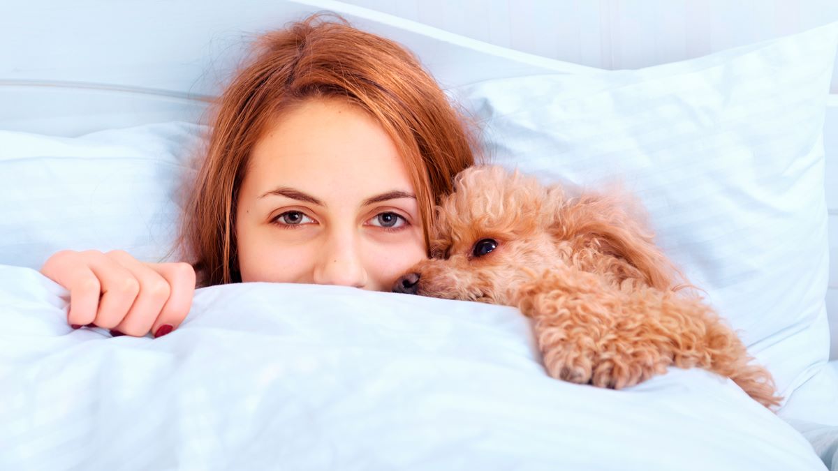 Les raisons pour lesquelles votre chien veut dormir avec vous