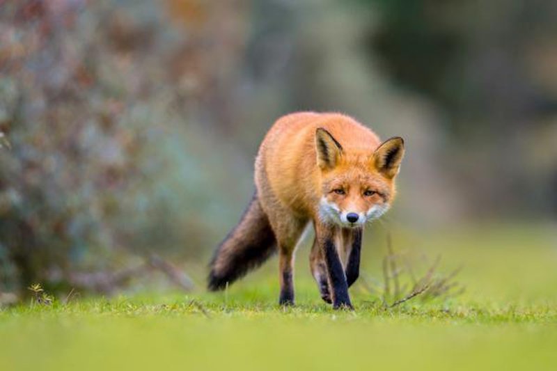 Les renards sont-ils apparentés aux chats ou aux chiens ?