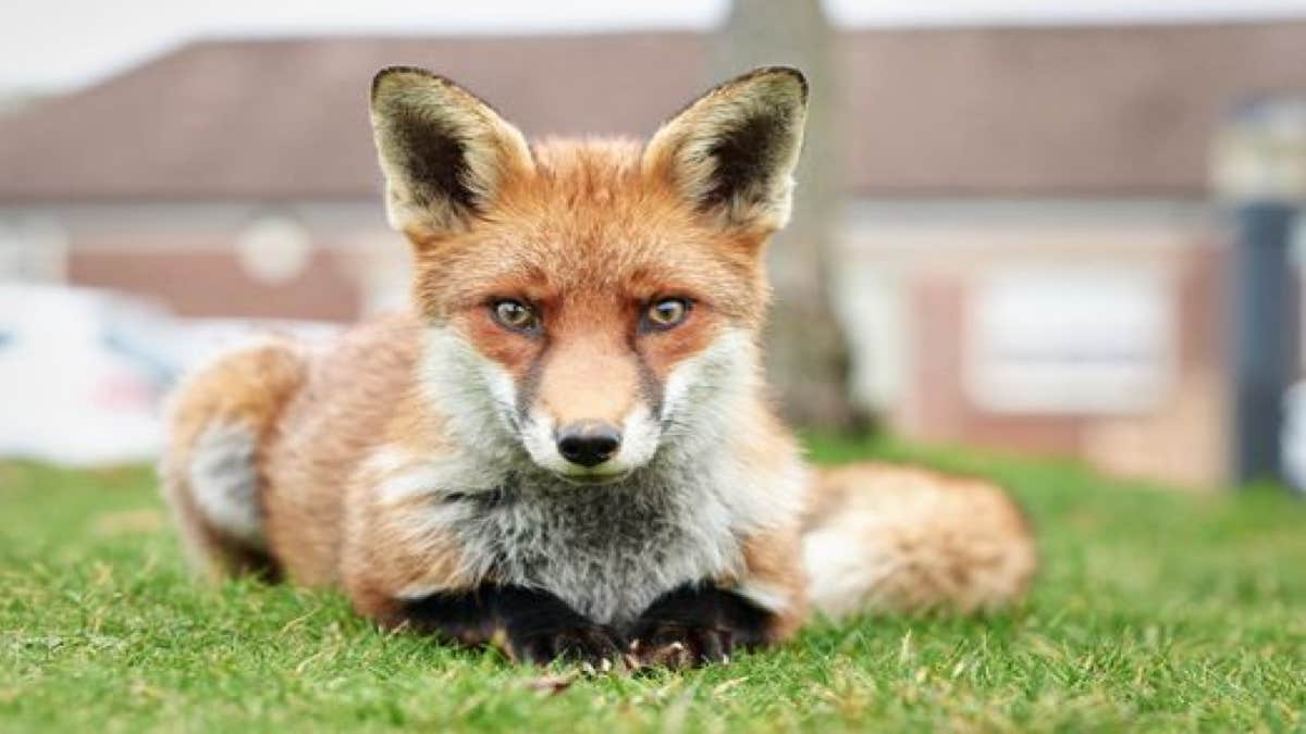 Les renards sont-ils apparentés aux chats ou aux chiens ?