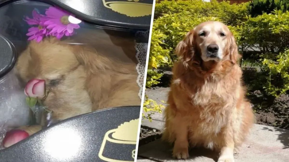 Lettre d'adieu émouvante d'une femme à son chien de 13 ans