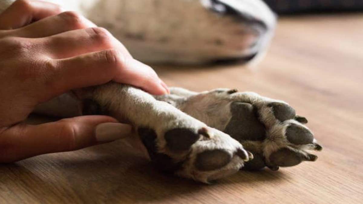 L'histoire du chien qui a été abandonné à l'aéroport et adopté par un pilote aux États-Unis