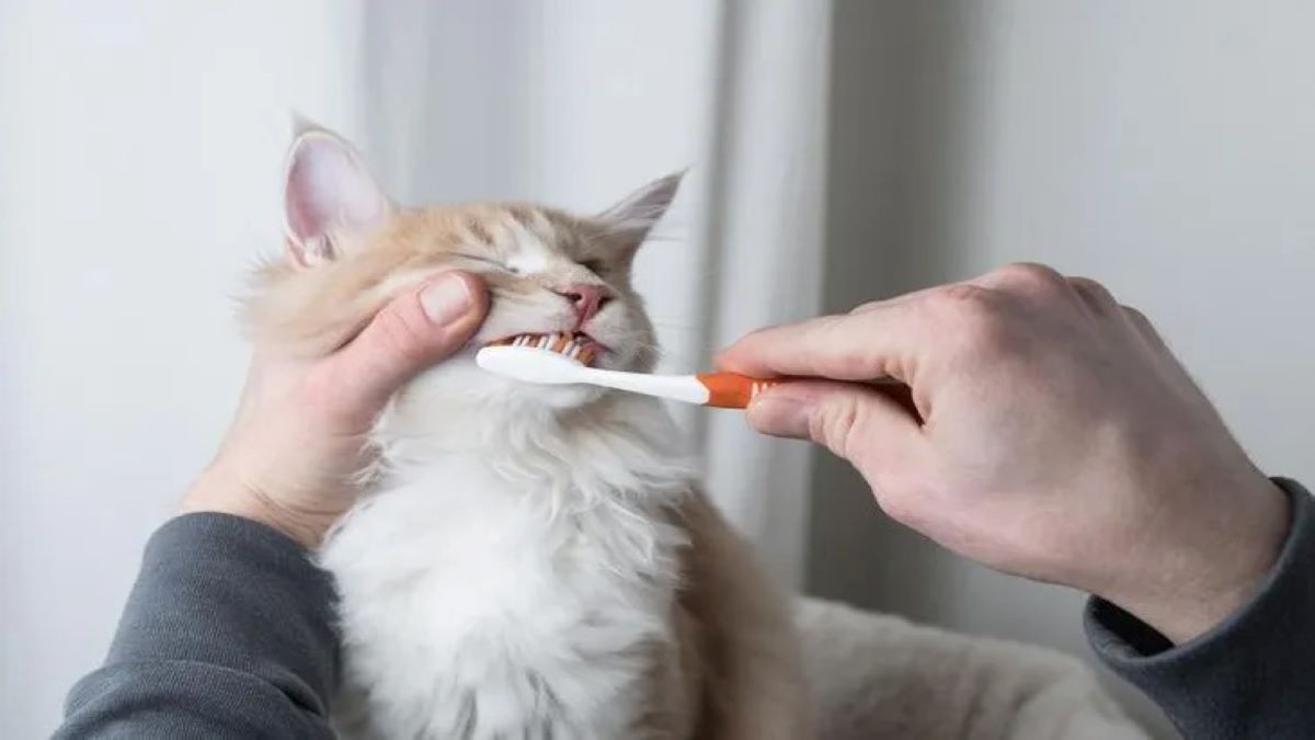 Voici pourquoi il est bon de brosser les dents de votre chat de temps en temps ?