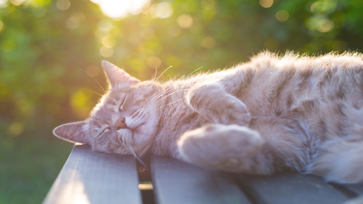Découvrez pourquoi votre chat adore prendre des bains soleil