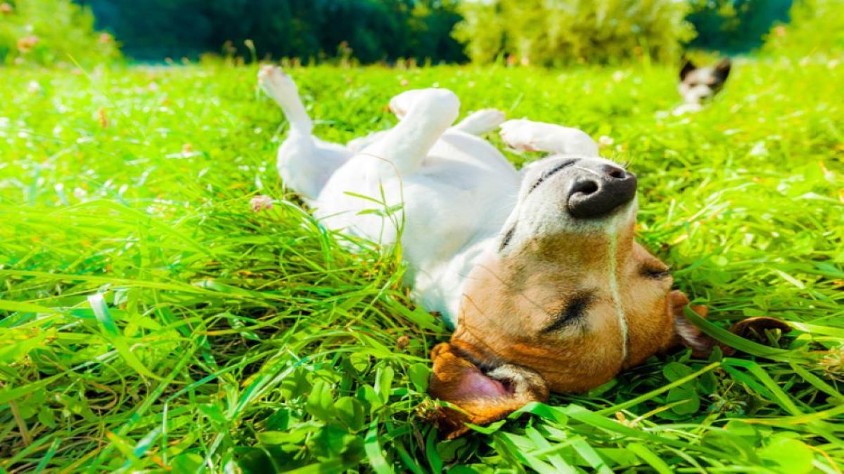 Les bains de soleil sont-ils vraiment bons pour votre chien ? Voici la réponse