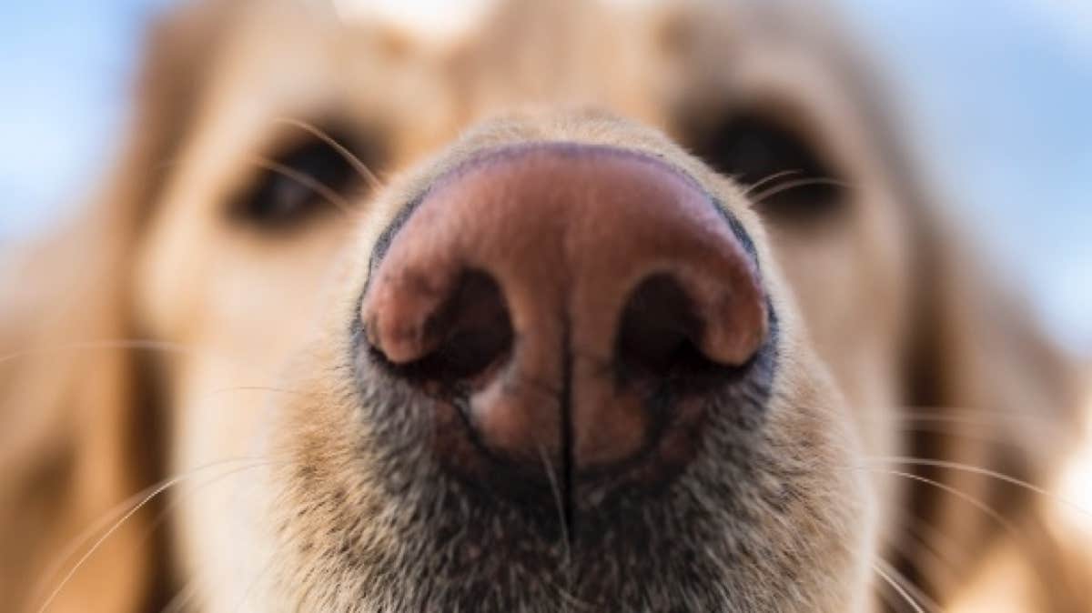 Pourquoi le nez de mon chien est-il décoloré ?