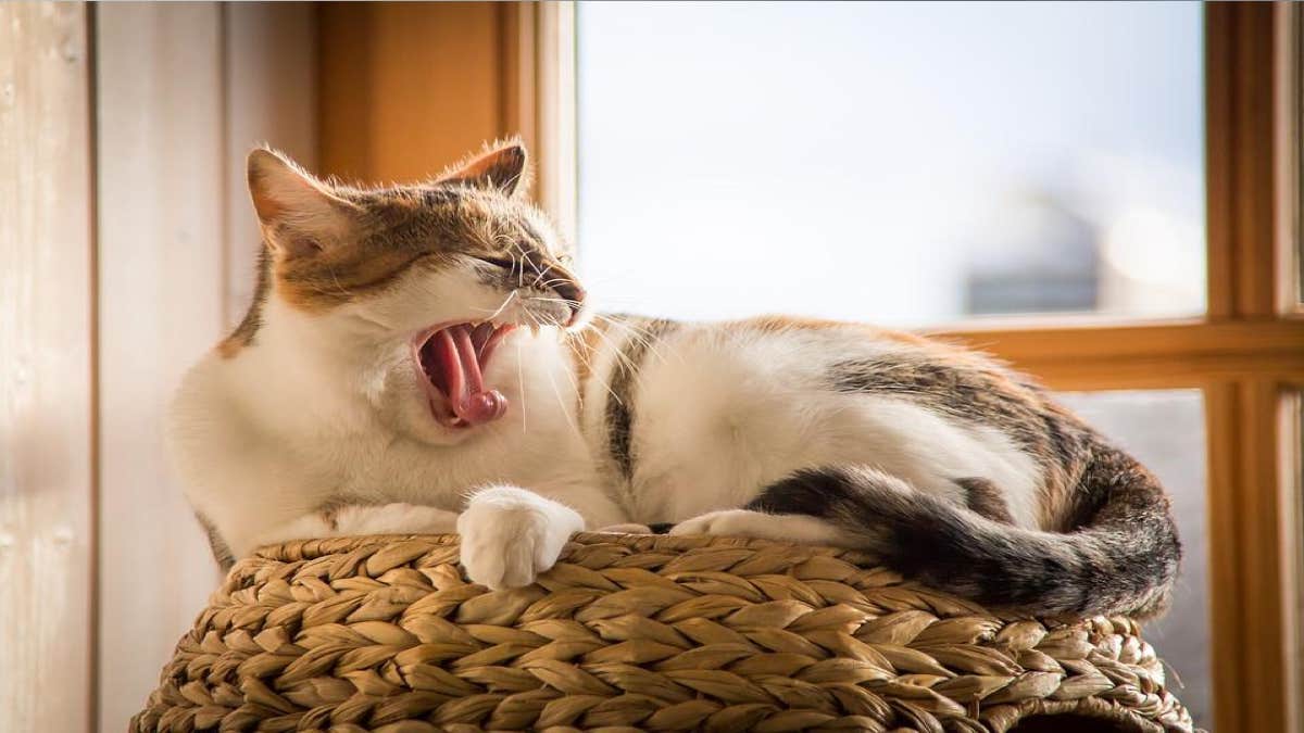 Pourquoi les chats aiment-ils dormir dans des endroits élevés ?