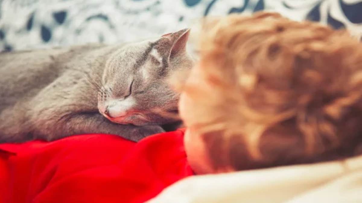 Voici pourquoi les chats aiment dormir sur vous, les raisons expliquées