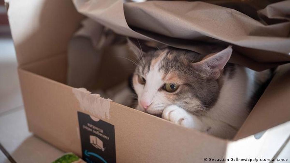 Voici pourquoi les chats aiment s'asseoir dans des boîtes, selon la science