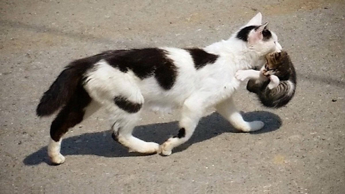 Pourquoi les chats déplacent-ils leurs chatons d'un endroit à l'autre après l'accouchement ?