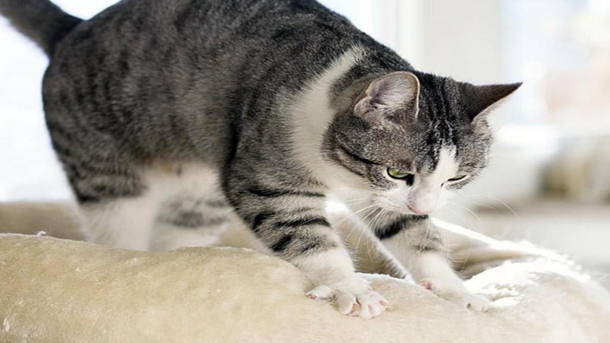 Pourquoi les chats font des mouvements de pétrissage ? Voici la signification