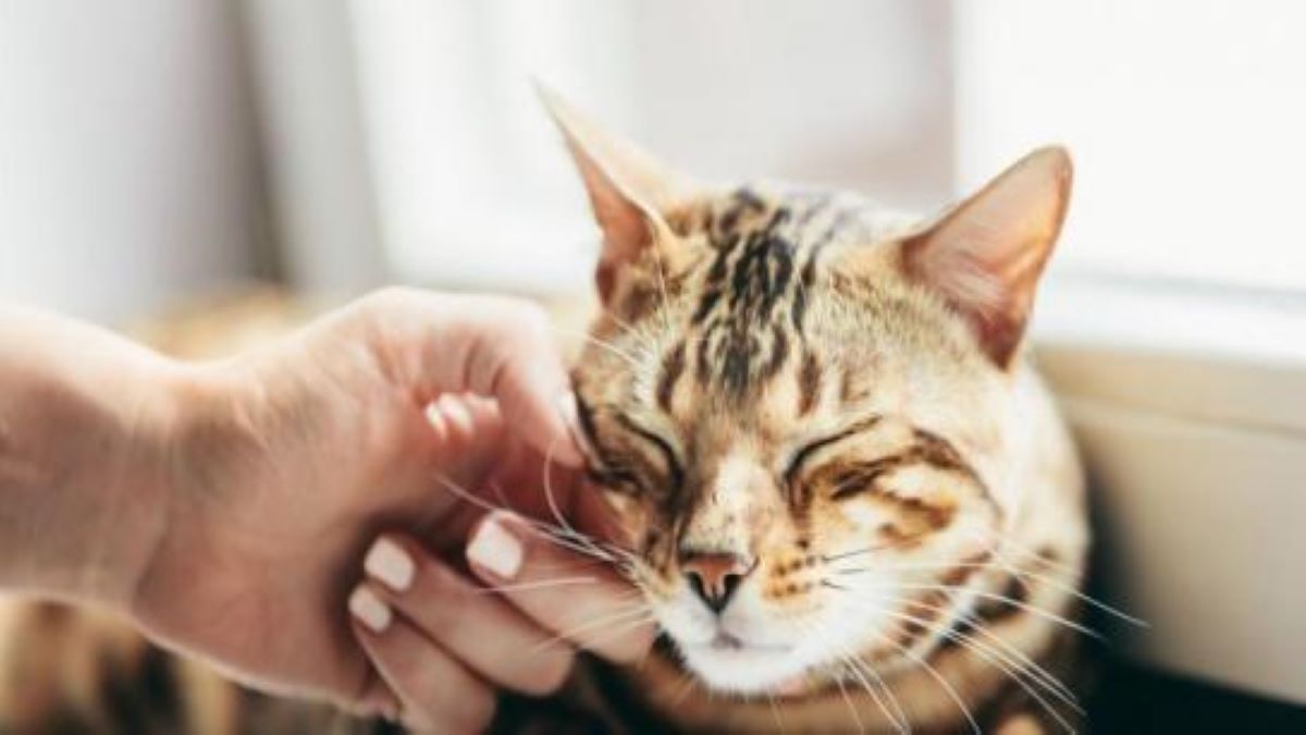 Pourquoi les chats ronronnent-ils ? Découvrez la vraie raison