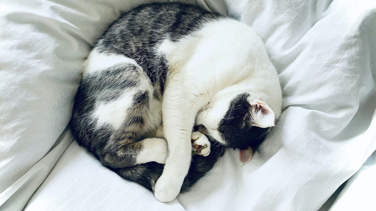 Pourquoi les chats se couvrent-ils le visage quand ils dorment ? la réponse des experts