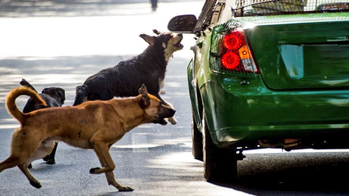 Pourquoi les chiens aboient-ils sur les véhicules ? Découvrez la véritable raison de ces aboiements