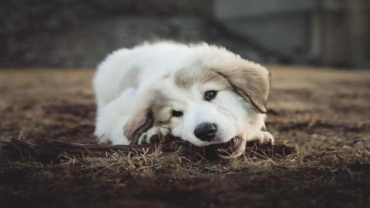 Pourquoi les chiens mangent-ils de l'herbe ? Voici la réponse