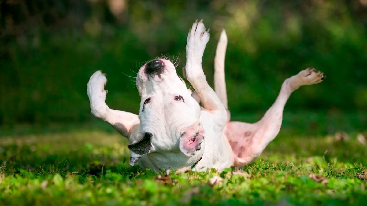 Voici pourquoi les chiens se frottent leur dos contre le sol !