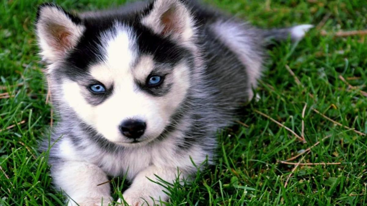 Voici pourquoi les chiens sibériens ont-ils les yeux bleus
