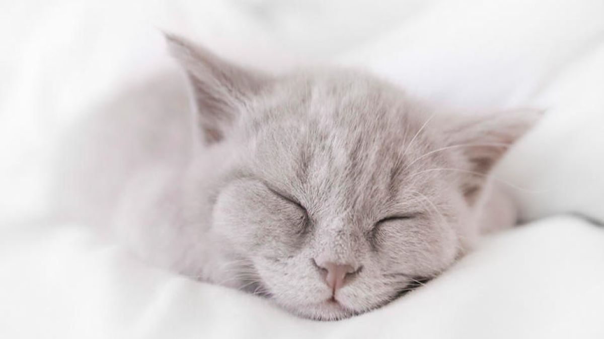 Pourquoi votre chat dort-il beaucoup, est-ce normal ? Voici la réponse