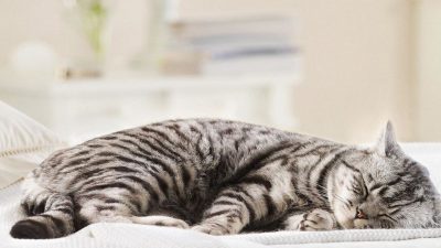 Voici les raisons pour lesquelles votre chat dort sur votre oreiller