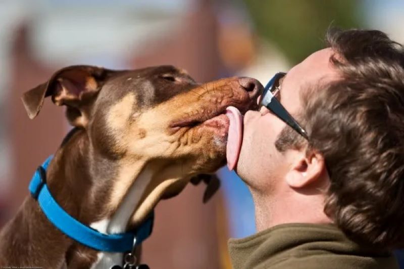 Pourquoi mon chien aime-t-il me lécher les oreilles ?