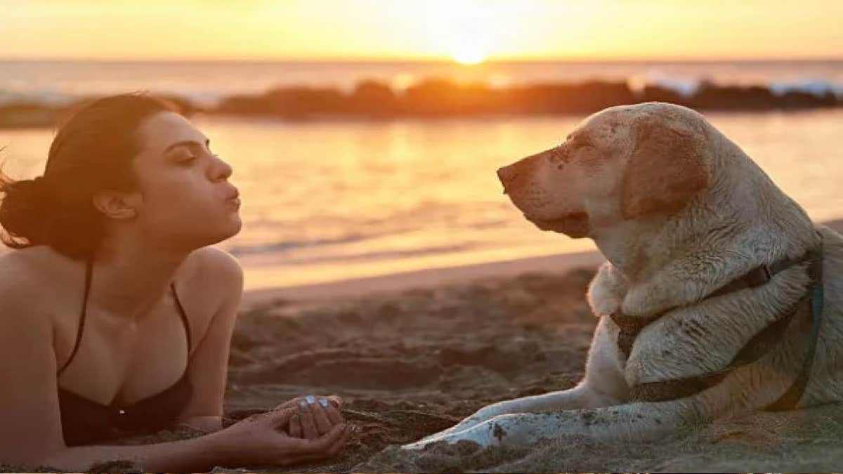 Voici pourquoi votre chien déteste qu'on lui souffle dessus