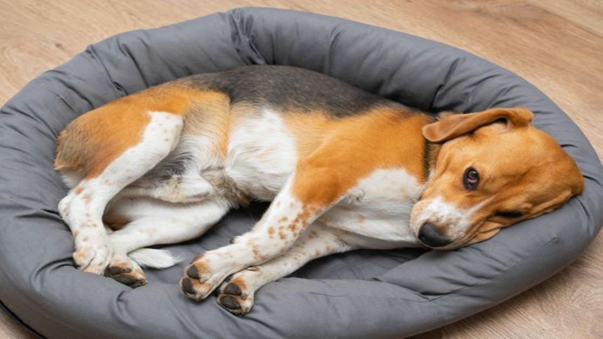 Voici pourquoi votre chien tourne en rond avant d'aller se coucher