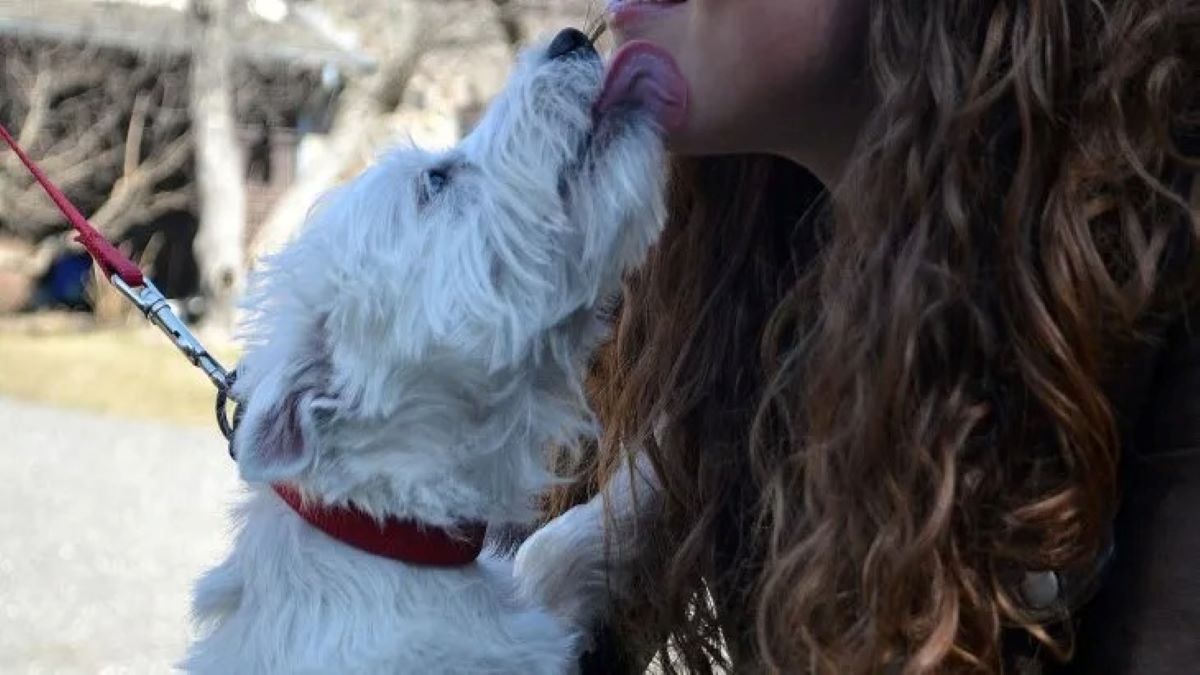 Voici pourquoi vous ne devez jamais laisser votre chien vous lécher le visage ?