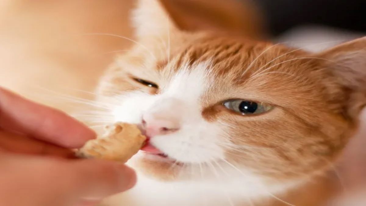 Préparez ces 3 recettes faciles de biscuits pour chats