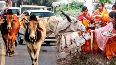 Voici ce qu'il arrive à une personne qui tue une vache en Inde