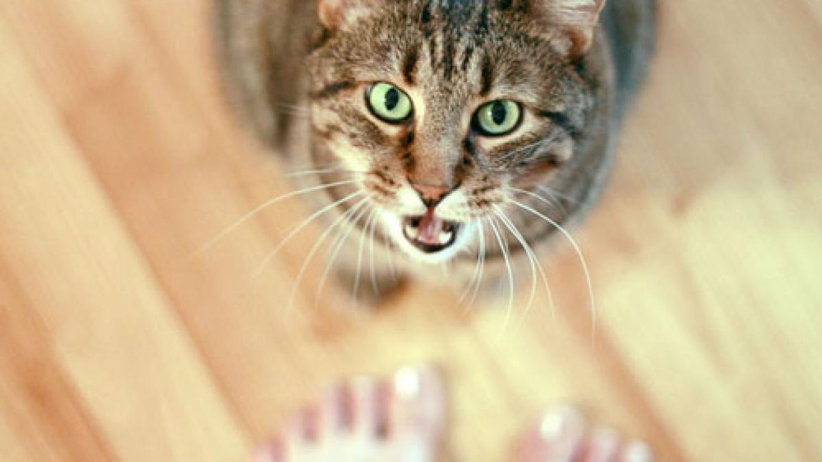 Pourquoi votre chat n'arrête-t-il pas de miauler ? Les 5 choses qu'il veut vous dire