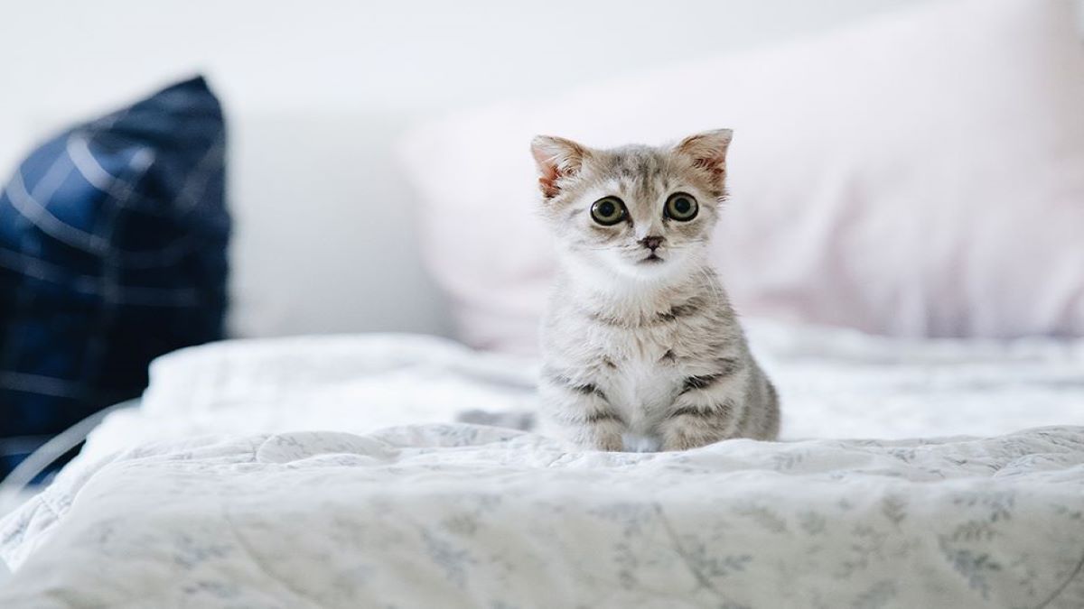 4 articles indispensables pour les chats à avoir absolument chez vous