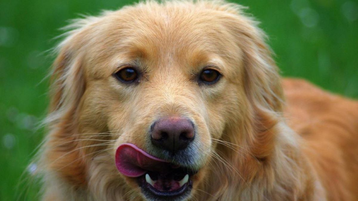 Que se passe-t-il si mon chien mange un chewing-gum ? Le risque qui doit nous préoccuper le plus