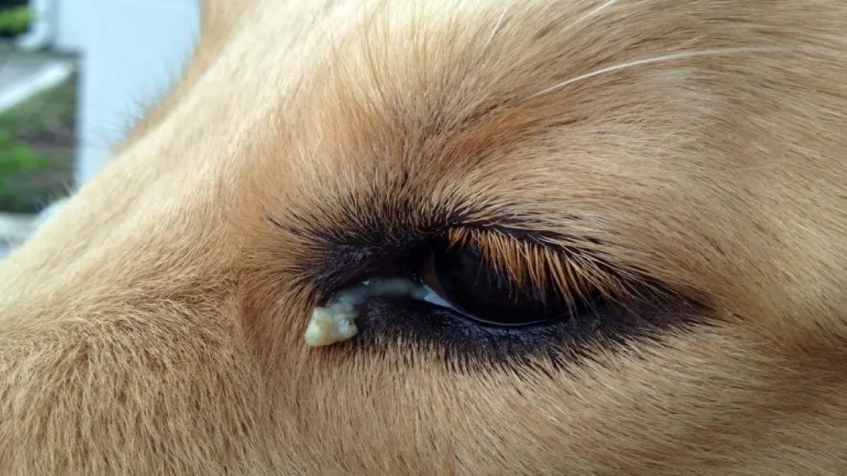 De quelle couleur doit être la croûte des yeux d'un chien et quand devez-vous vous inquiéter ? La réponse des experts