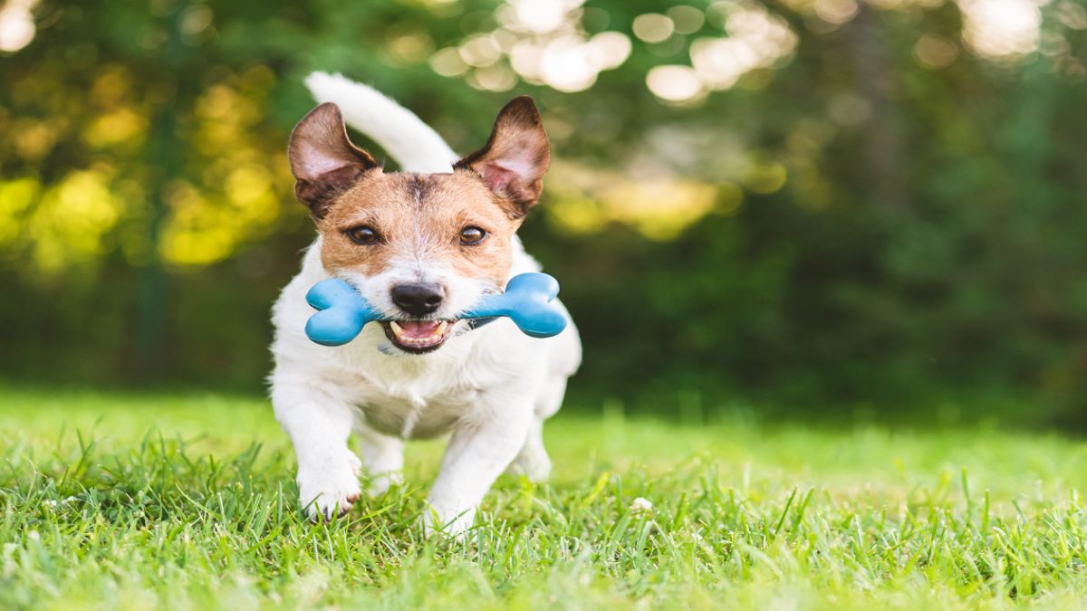 Quelle est est l'espérance de vie des chiens ? Voici la réponse des experts