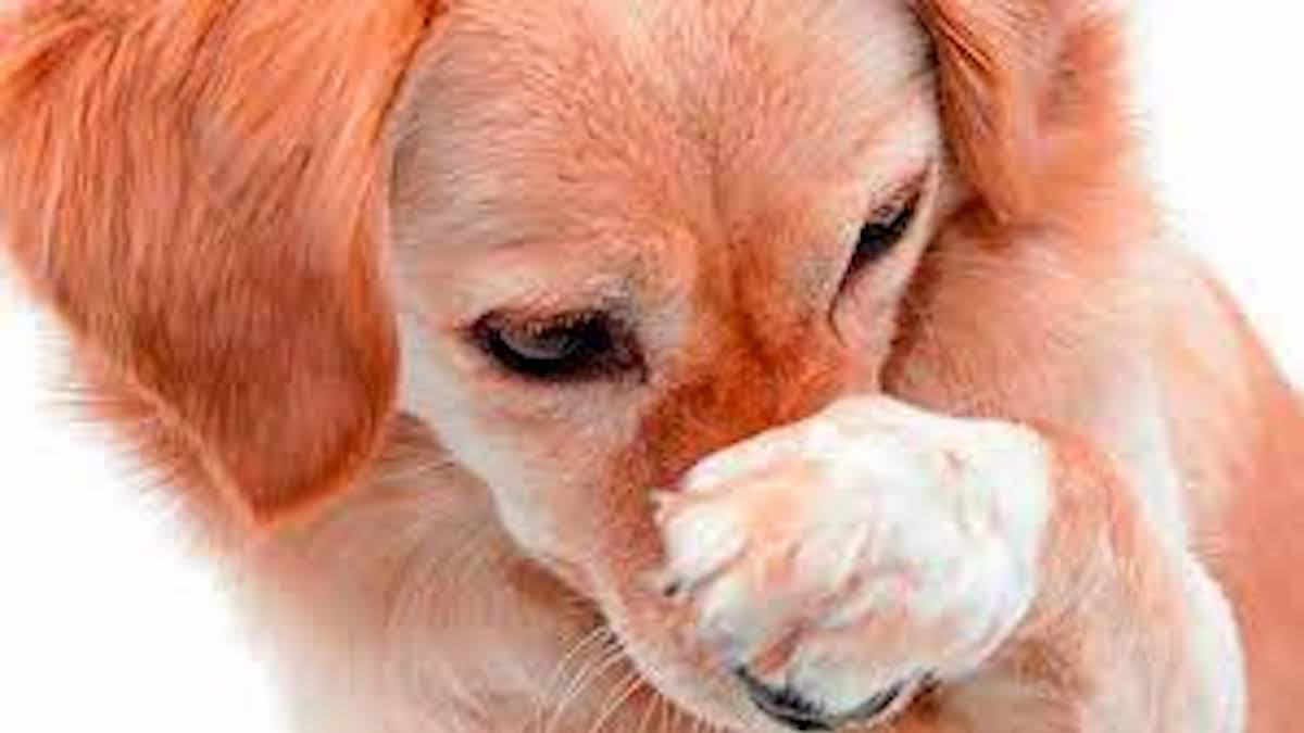 Voici quelles sont les odeurs que les chiens détestent