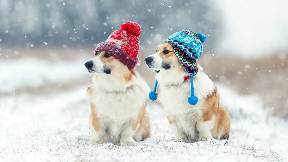 Qui supporte le mieux le froid : les gros chiens ou les petits chiens ?