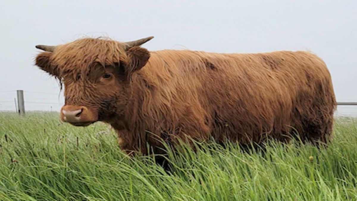 Record du monde : cette vache a été vendue à un prix vertigineux !