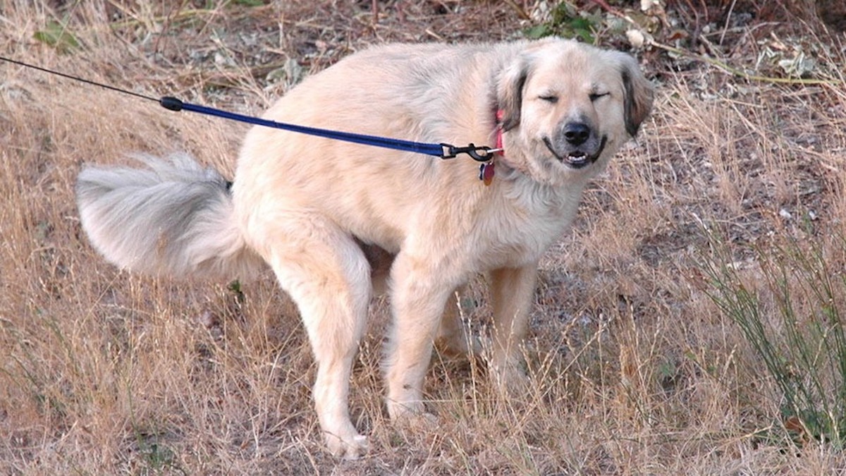 Savez-vous pourquoi votre chien vous regarde quand il fait caca ?