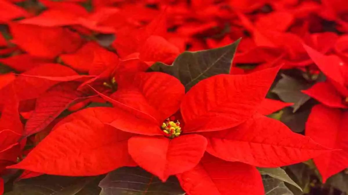 Si votre chat s'approche d'un poinsettia, soyez vigilant : mise en garde contre un risque majeur