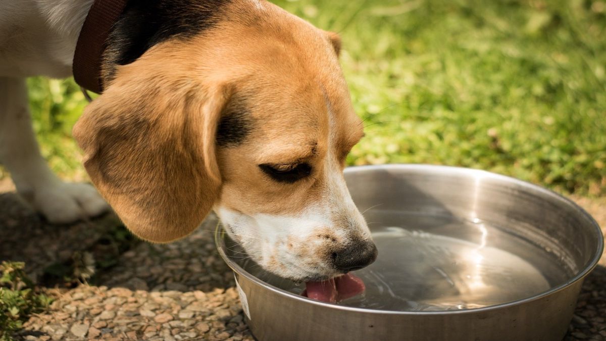 Signes que votre chien a des problèmes rénaux et que vous ne le savez pas