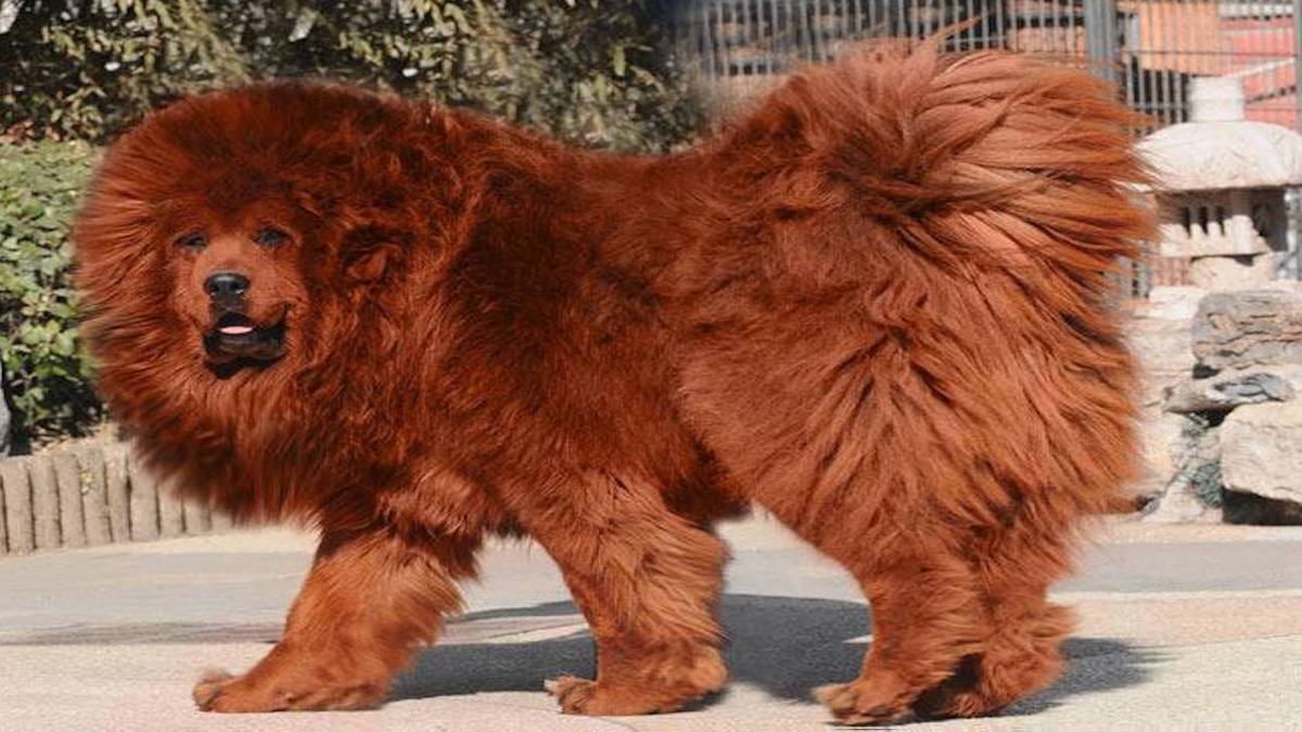Top 5 des races de chiens qui ressemblent à des lions