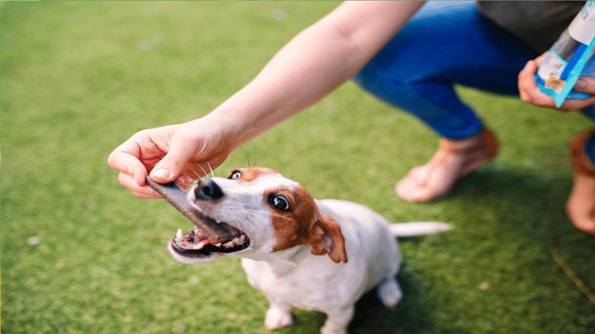 Top 5 des snacks les plus dangereux pour les chiens